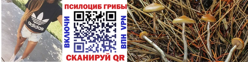 Псилоцибиновые грибы Magic Shrooms Купить Староминская